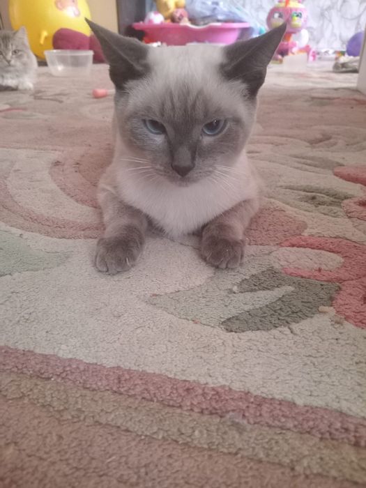 Отдам даром Кота