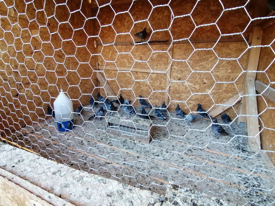 Porumbei voiajori cu origini bune,fond-maraton!Nu au pedigree!