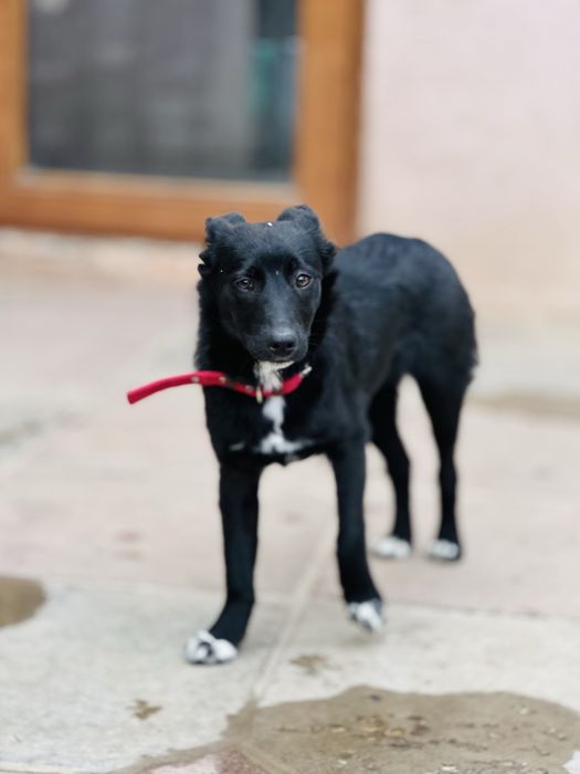 Щенок девочка. Стерильная. Ищет семью