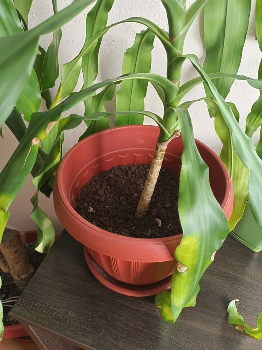 Продам пальму "Юкка"