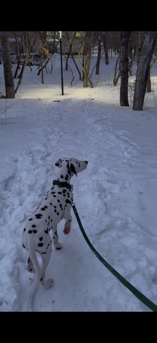далматин 4 месяца вакцинирован с документами