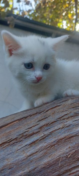 Skottish strayt mushuklar