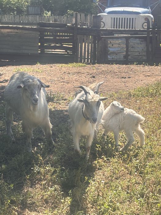 Продам козу, козлят, козла