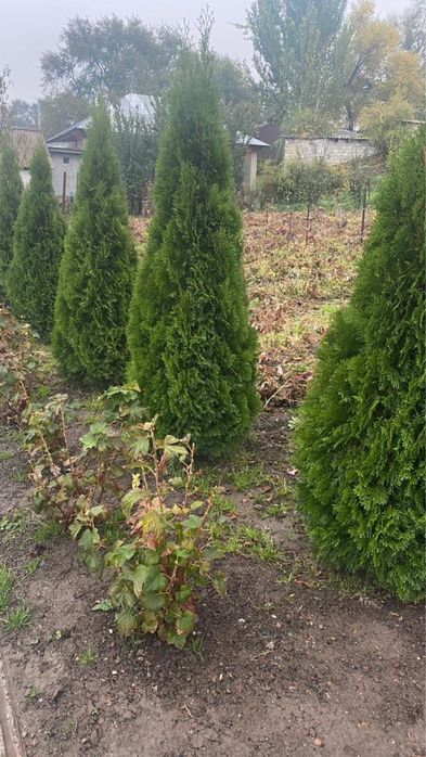 Продам красивые туи срочно