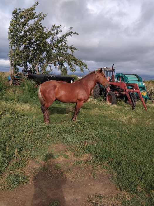 Продам 3 года обучен спокоен