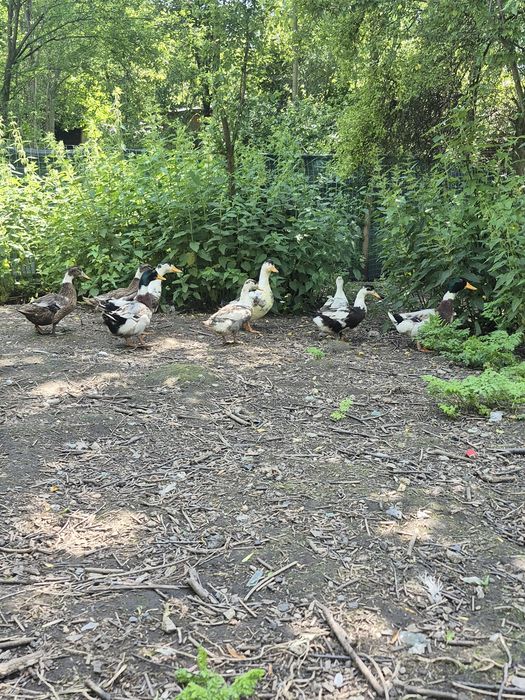 Gâste si rațe de vanzare