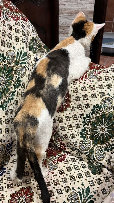 В добрые руки