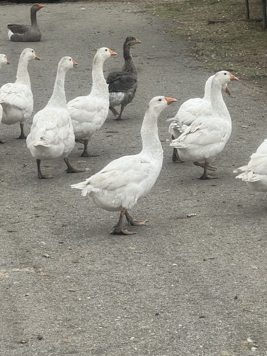 Vand gaste de rasa ,  Toulousee