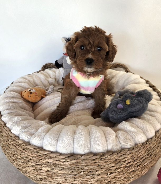 Малтипу Maltipoo /poodle toy пудел той