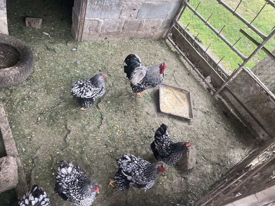 Vand cocosi Wyandotte