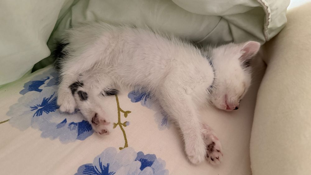 Отдам котенка 1 месяц. Мальчик
