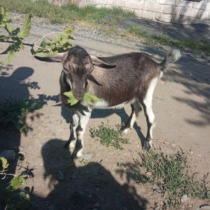 Продам козленка 4 месяца