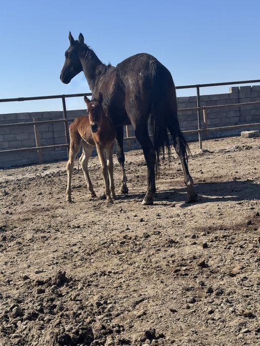 Ағылшын биі құлынымен сатылады