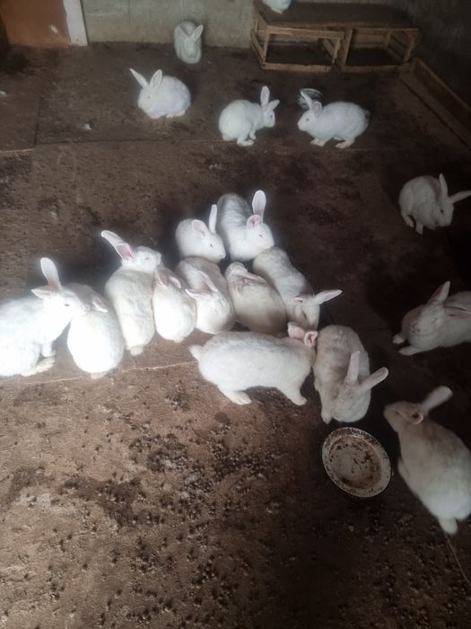 Кролик домашний белый