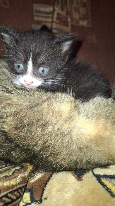Отдам в добрые руки котят