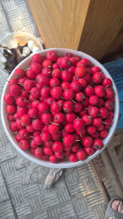 Продам ягоды боярки привит