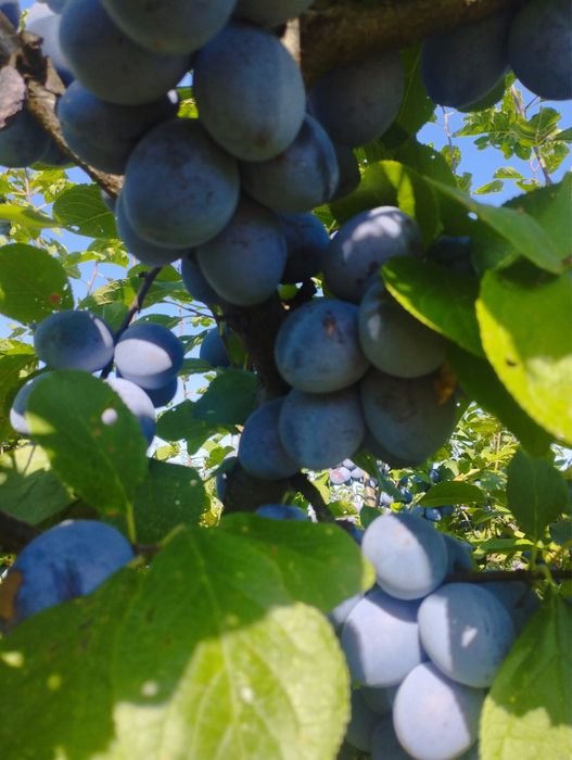 Prune pentru tuica