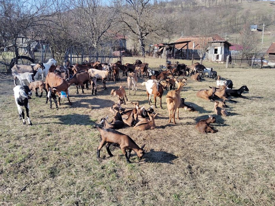 Capre tinere cu iezi