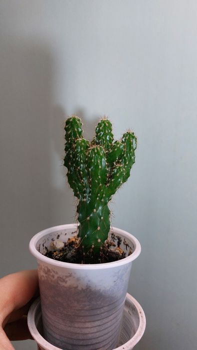 Продам кактус Цереус (Скала)