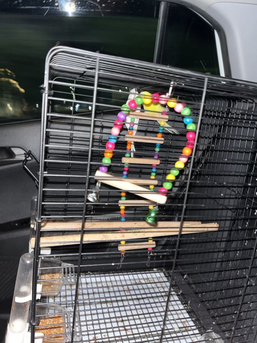 Продаю птиц