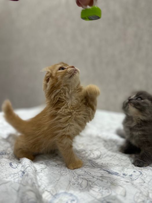 Котенки мушукчалар