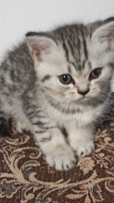 Продам котят Британские