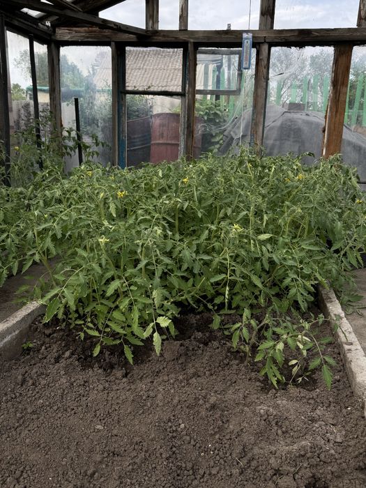 Продам рассаду помидор, капусты