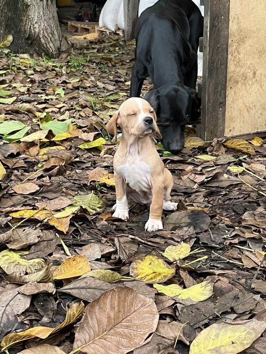 Английски пойнтер/ поинтер / пойнтерчета