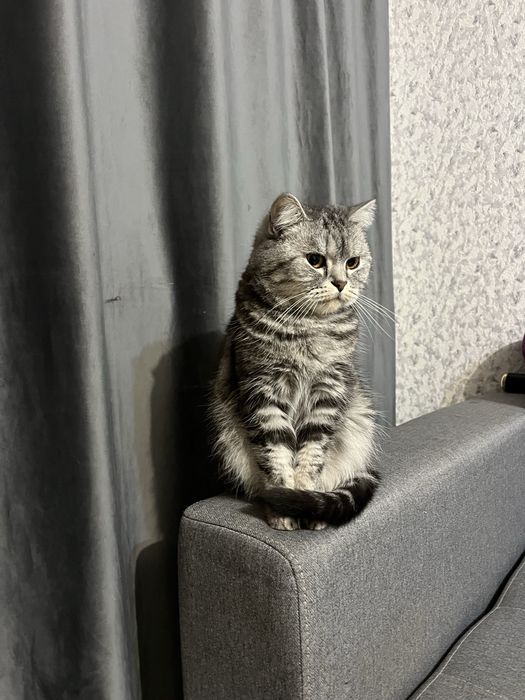 Отдаю кошечку в хорошие руки