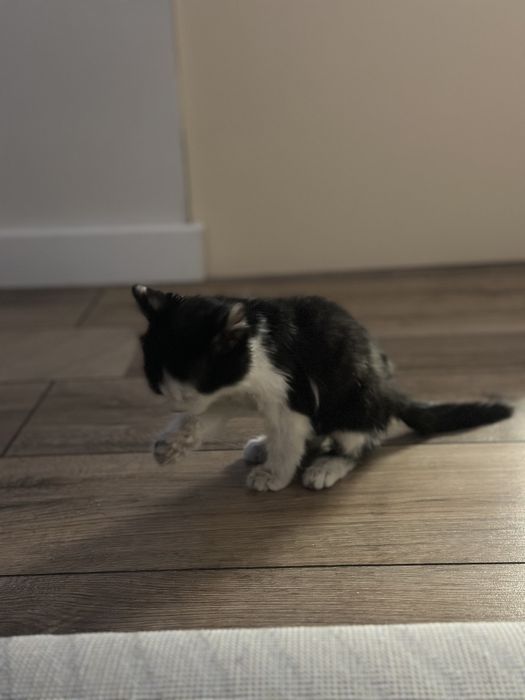 Отдам в надежные руки котенка