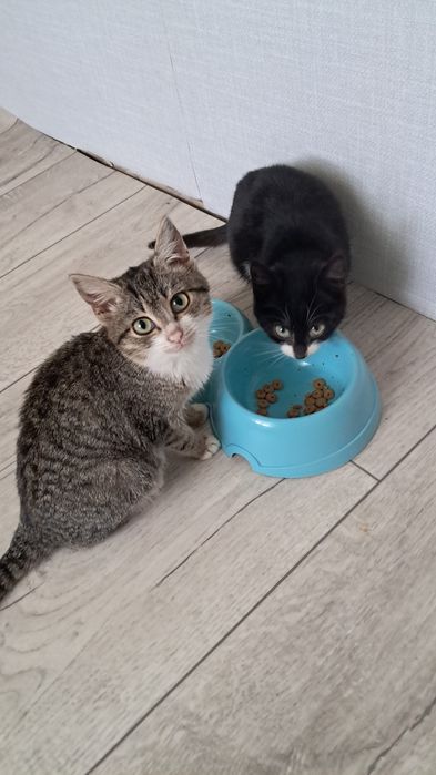 2 котёнка девочки