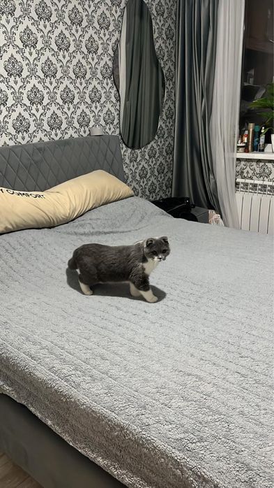 Отдам кошечку отдам кошечку