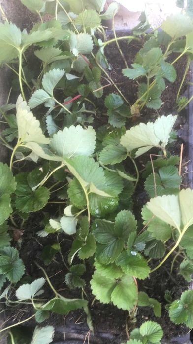 Разсад ягоди в табла