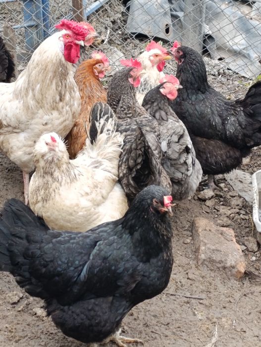 Инкубационные яйца домашних кур