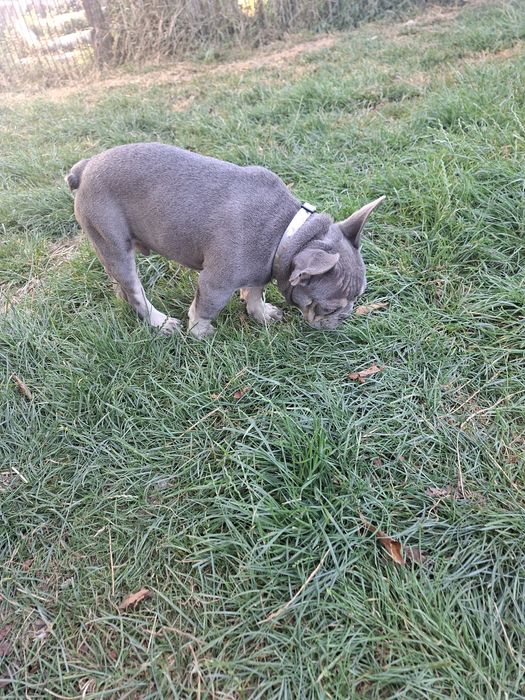 Bulldog francez mascul