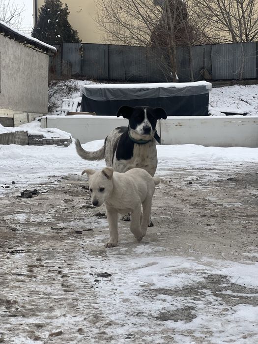 Отдадим щенка-девочку в добрые руки (2–3 месяца)