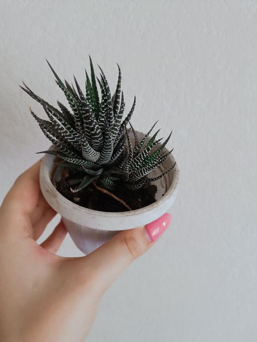 Денежное дерево, хавортия