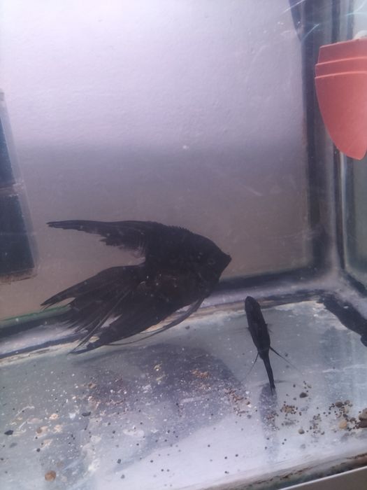 Скаляри самец и самка