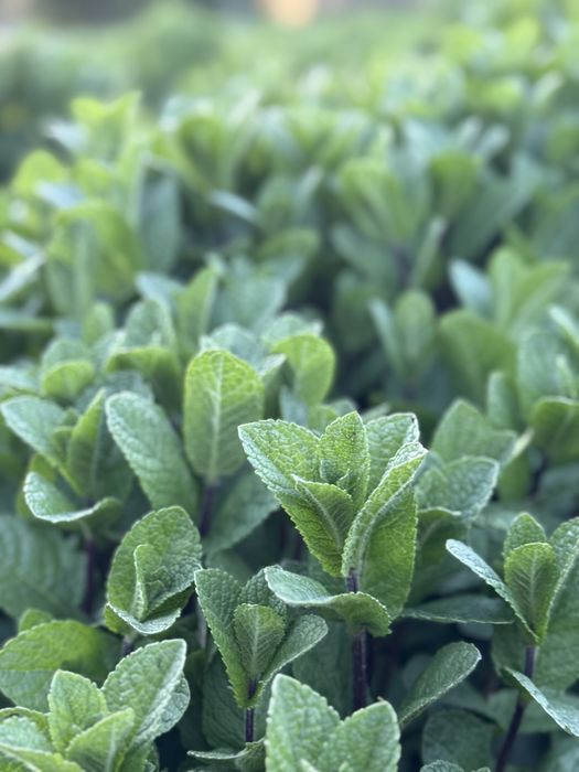 Menta Olandeza fresh!