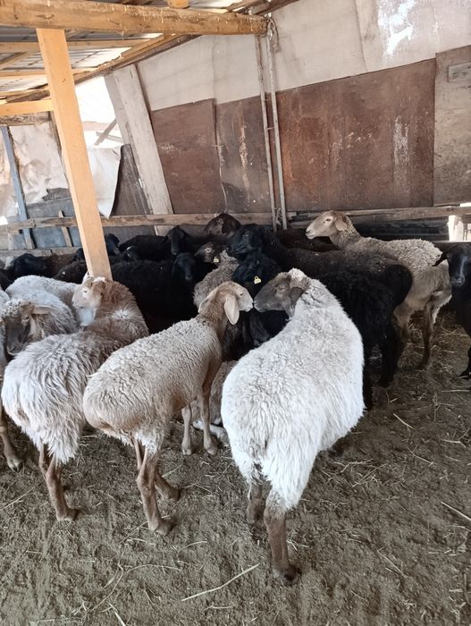 Продам бараны жирные. Кой сайтам