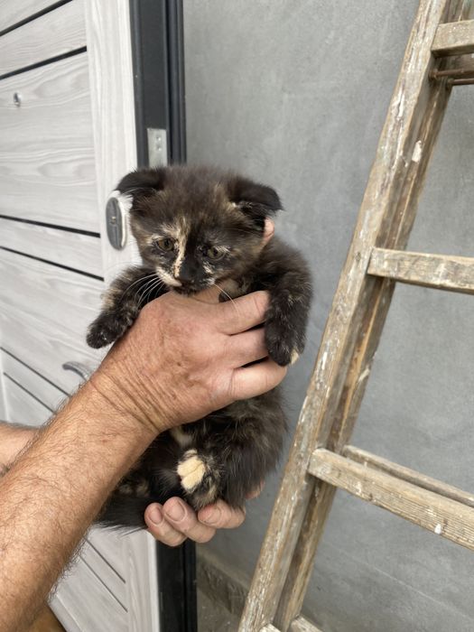 Котята пародисток вислоухий