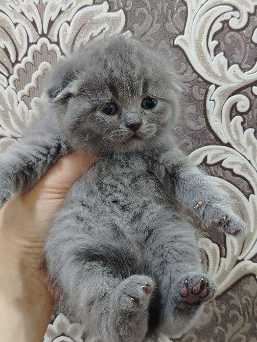 Skotish fold mushukcha