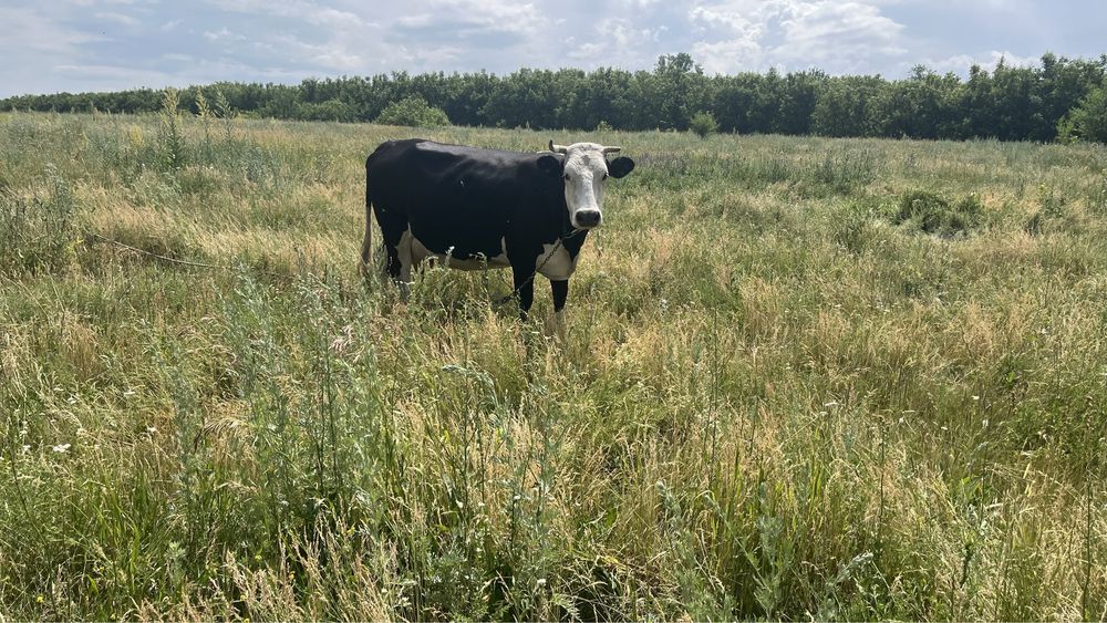 Продается корова срочно
