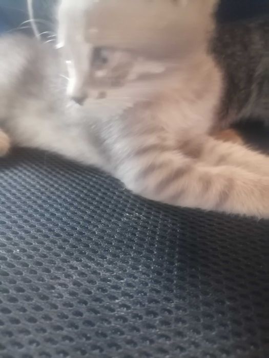 Котята 1,5 месяцев