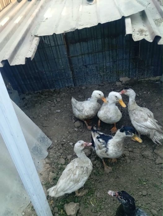 продам индоуток