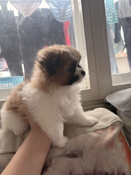 Померан-хин-уникално