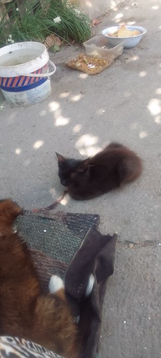 Милашки котята ищут хозяина