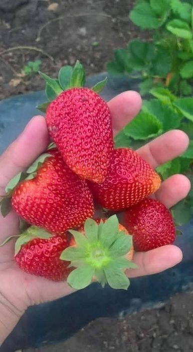 Stoloni căpșuni albion