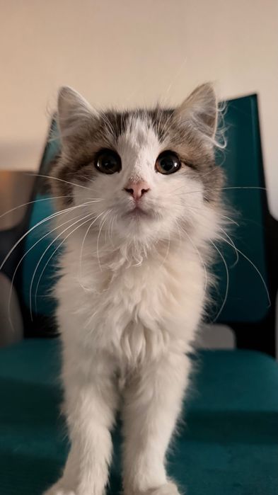 Отдам котенка в добрые руки