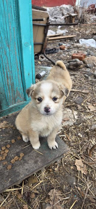 Пристраиваются малыши